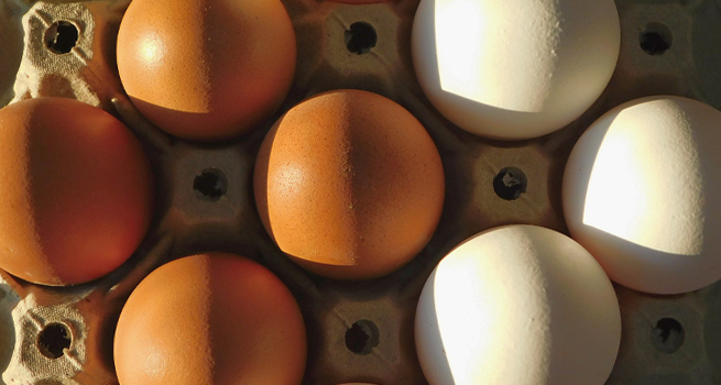 Suncodes - Blog | Eggs