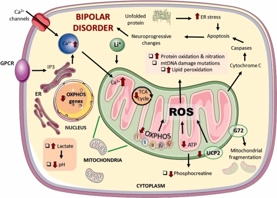Redox Molecules and Bipolar Disorder