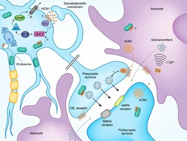 CB1 Receptors