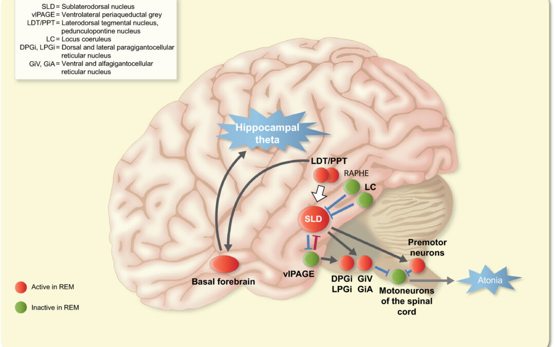 Copy of Schizophrenia management