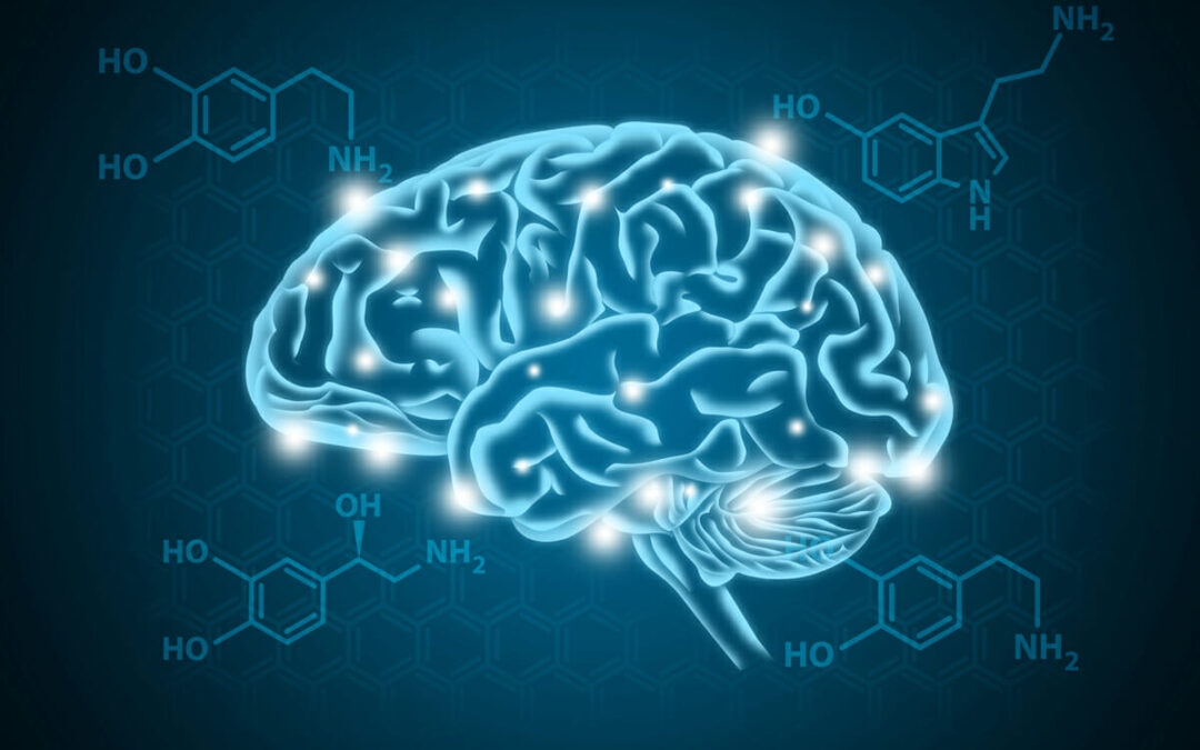 PCP (Phencyclidine) on the Brain